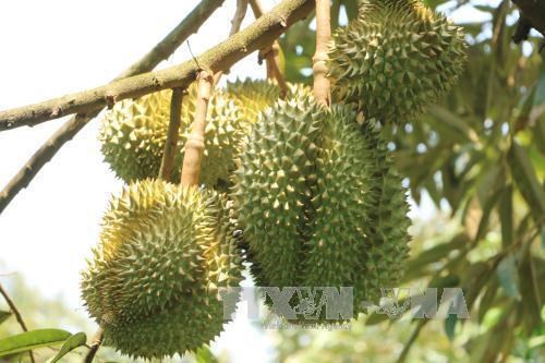 Vietnam's Ri6 durian now available in the U.K. - Vimarsana News