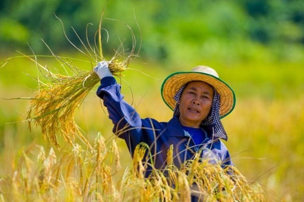 Thai Farmers Advised To Reduce Rice Crops Due To El Nino Impacts