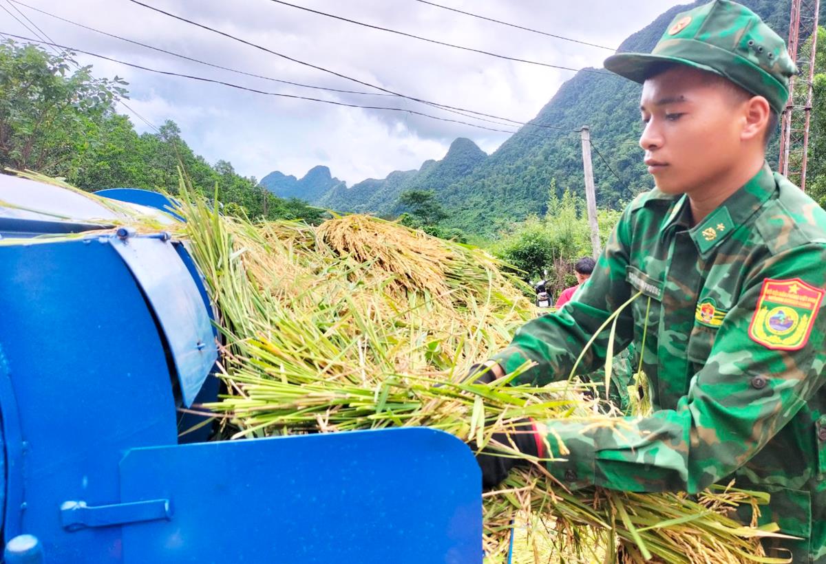 Troops help people in Quang Binh province harvest rice