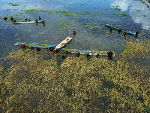 Long An armed forces help local people harvest rice