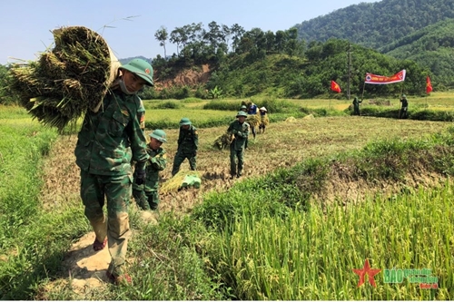 Border troops help people harvest rice