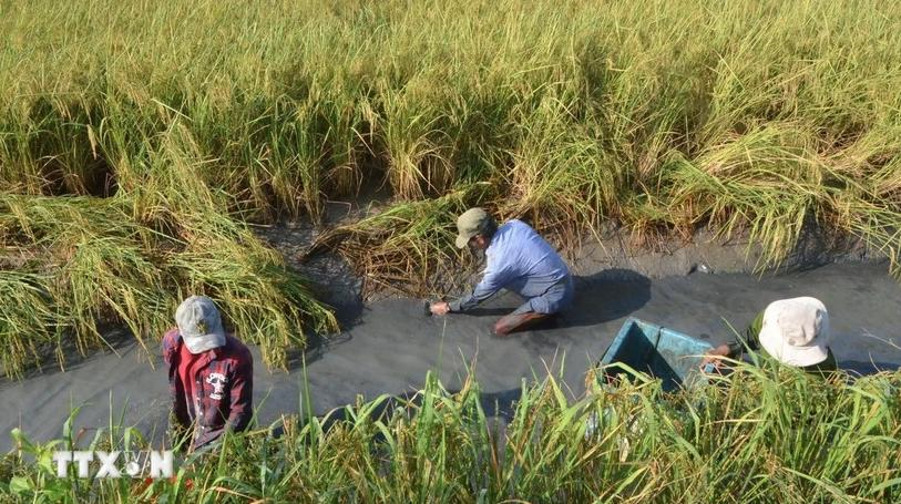 Deputy PM urges implementation of 1 million hectare of high-quality ...