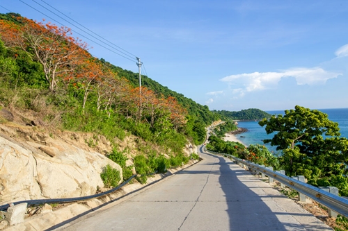 Ngo dong trees on Cu Lao Cham island