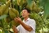Lam Dong durians not contaminated with the banned substances
