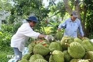 Vietnam, China seek to solve difficulties in agricultural exports