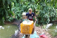 Vietnamese mango grows into global premium markets