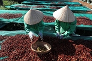 Coffee exports hit target, set for record 7.5 billion USD