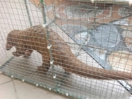 Endangered Javan pangolin handed over to forest rangers in Quang Tri