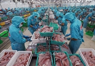 New opportunity for Vietnam’s tilapia exports