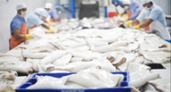 Vietnam’s squid, octopus exports to Thailand surge, paving the way to a key market