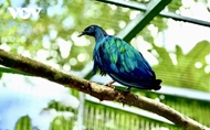 Con Dao National Park receives five rare Nicobar pigeons