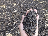 Vietnam’s pepper exports surpass 1 billion USD in first eight months
