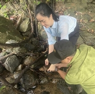Rare big-headed turtle released back to nature in Quang Ngai