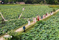 Ninh Binh promotes eco-friendly, organic and multi-value agriculture