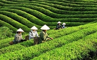 Vietnam’s tea exports hit nearly 12,000 tons in October