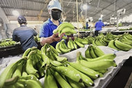 Vietnam targets 1 billion USD in banana exports