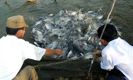 Vietnam, U.S. launch 15.2 million USD tilapia development project