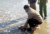 Rare sea turtle released into the wild in Quang Ngai