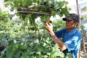 Ornamental grapevines from Khanh Hoa in high demand ahead of Tet