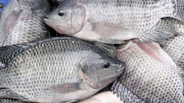 Vietnam’s tilapia exports to U.S. accelerate