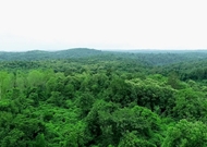 Thai Cabinet greenlights Forests for Life initiative to preserve tropical forests