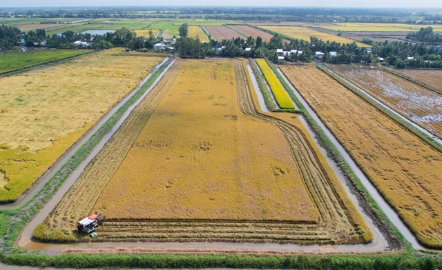 Mekong Delta farmers get high rice yields from rice – shrimp farms