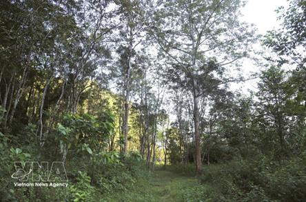 Pu Huong outlying botanical garden – “living museum” of tropical plant species