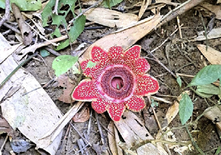 Rare Himalayan sapria discovered in Phong Nha – Ke Bang forest