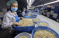 Cashew sector braces for challenges in 2026 amidst global uncertainties