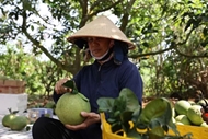 Australia announces import conditions for Vietnamese pomelos