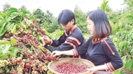 Dak Lak forum spotlights Vietnam’s coffee heritage ambitions