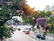 Purple lagerstroemia flowers signal arrival of summer on Hanoi streets