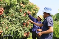 Bac Ninh promotes lychee tourism with 36 model orchards