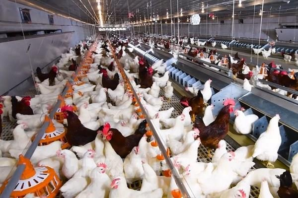 Vietnam to host 21st AAAP animal science congress