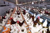 Vietnam to host 21st AAAP animal science congress