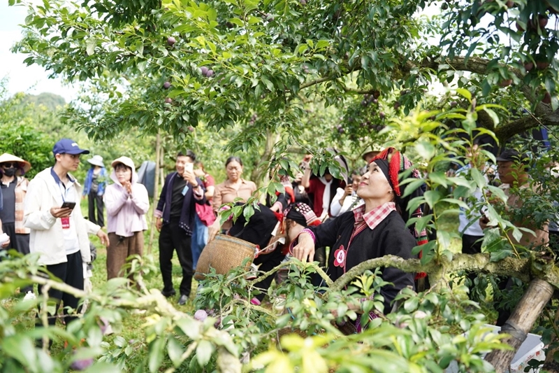 Tourists flock to Moc Chau for plum-picking festival