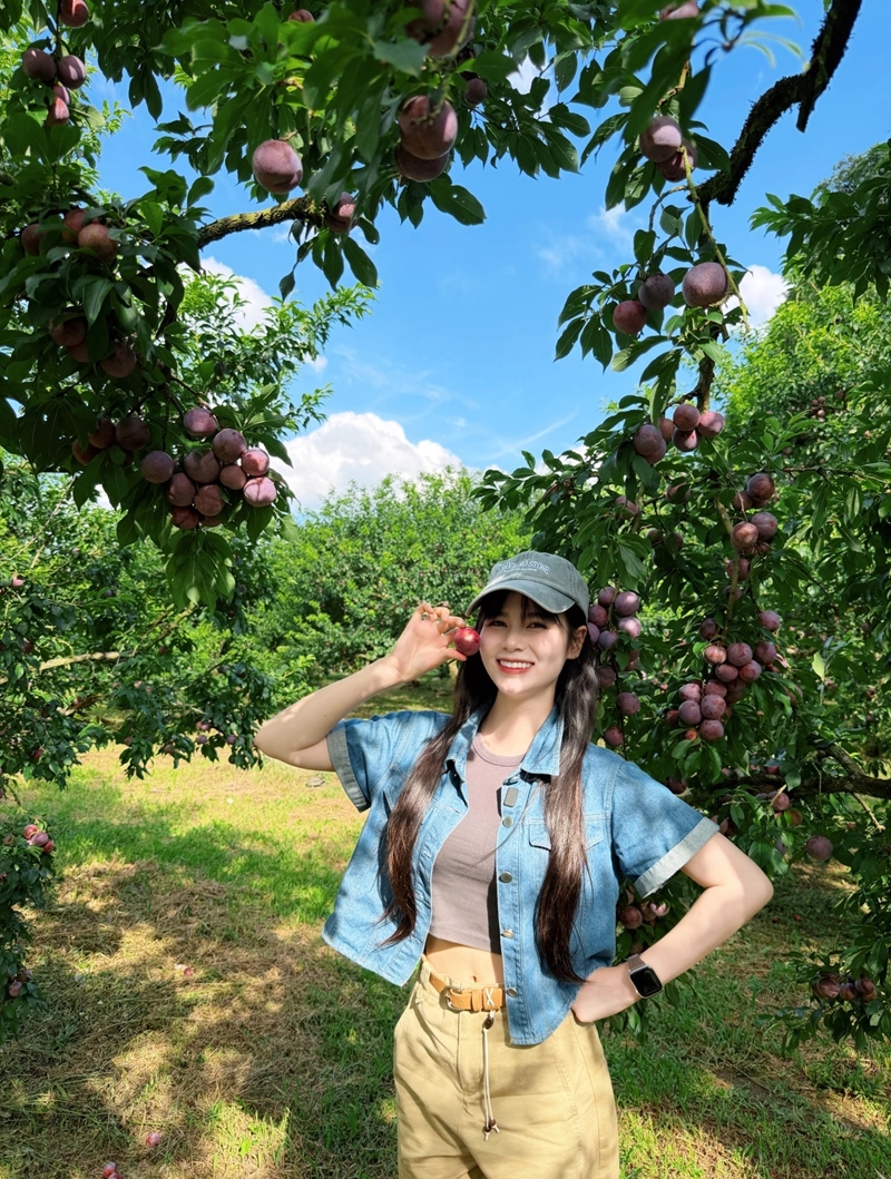 Tourists flock to Moc Chau for plum-picking festival