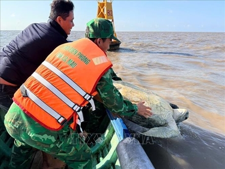 120kg green sea turtle released into wild in Ca Mau