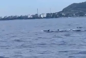 More than 10 dolphins spotted off Ly Son coast