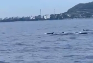 More than 10 dolphins spotted off Ly Son coast