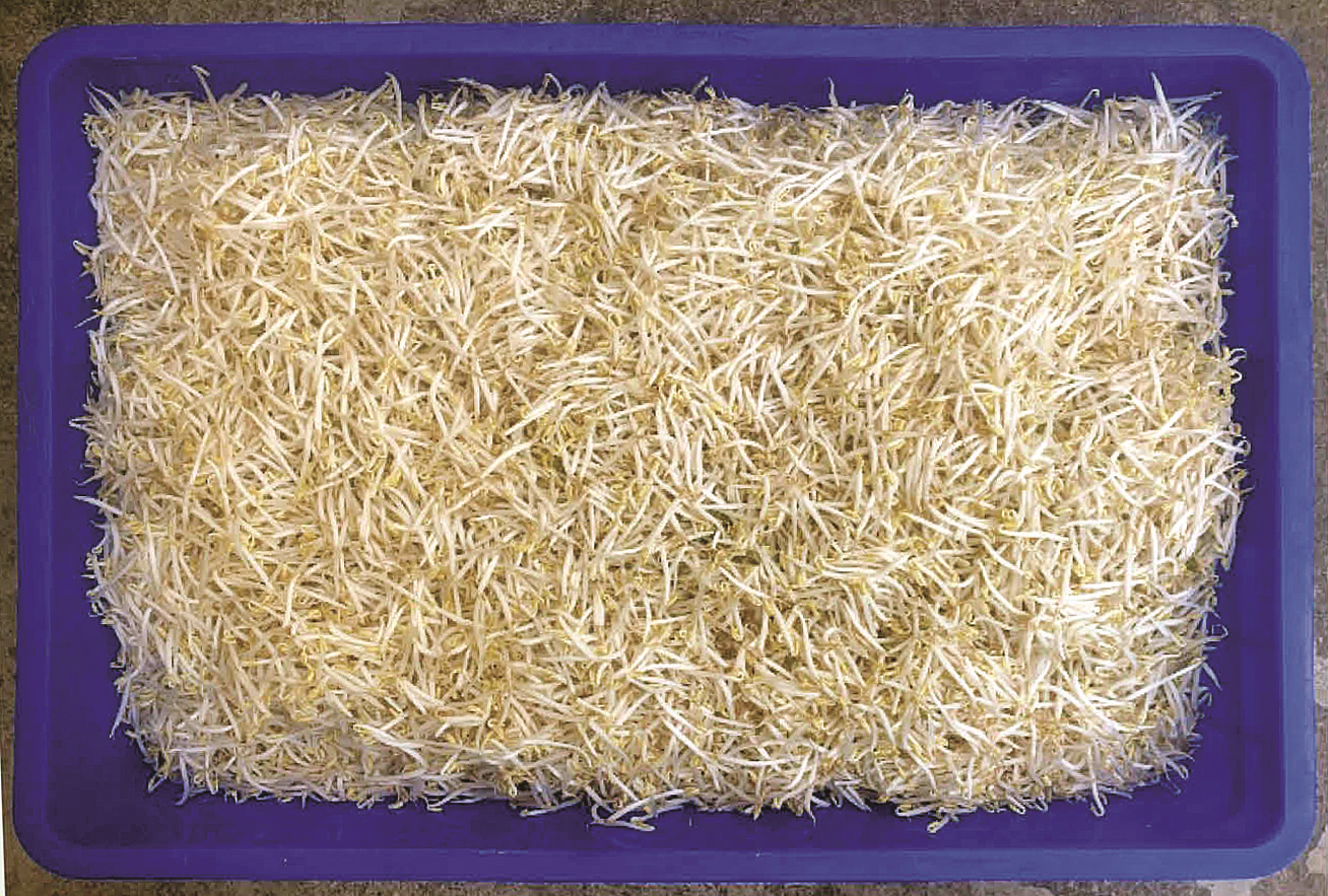 Thiết bị ủ giá đỗ bằng phương pháp tưới nhỏ giọt tuần hoàn sử dụng năng lượng mặt trời