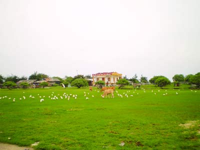 Tìm lại đàn chim yêu quý