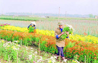 Đất Hai Bà nở hoa kết trái