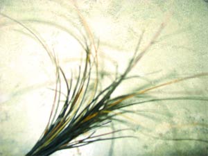 Tôi đi mua...lông đuôi voi