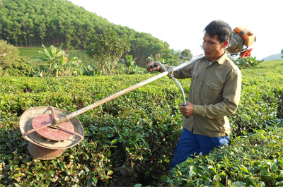 “Vua chế tạo máy” bên gốc chè