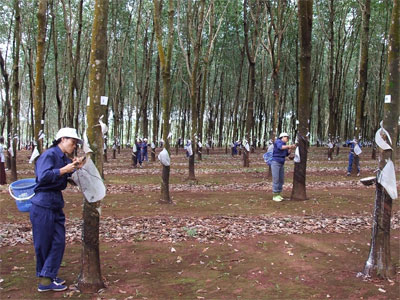 Ấn tượng “Binh đoàn xanh”