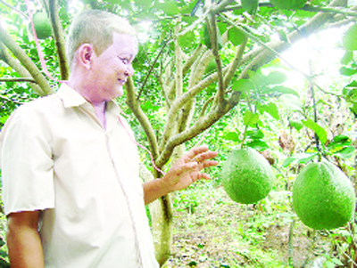 “Thần nông” xứ dừa