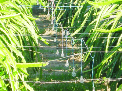 Cái bóng điện ở “vương quốc” thanh long