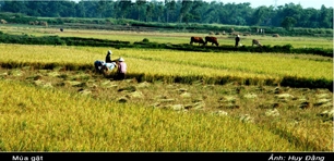 Ngày vui không dứt
