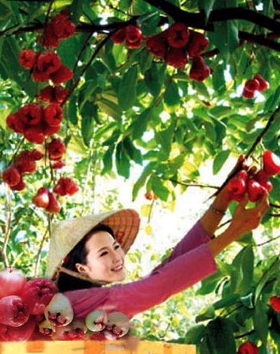 Mận chín vườn quê.